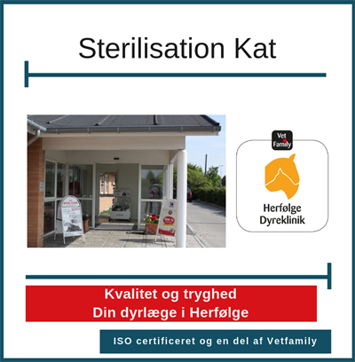 Sterilisation Kat Herfølge